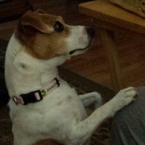 Meet your Posher, Posh